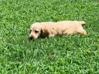 Diego, a male Miniature Dachshund for sale in Bremen, GA – 7 of 10