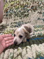 Hearts, a female Miniature Dachshund for sale in Bremen, GA – 4 of 6