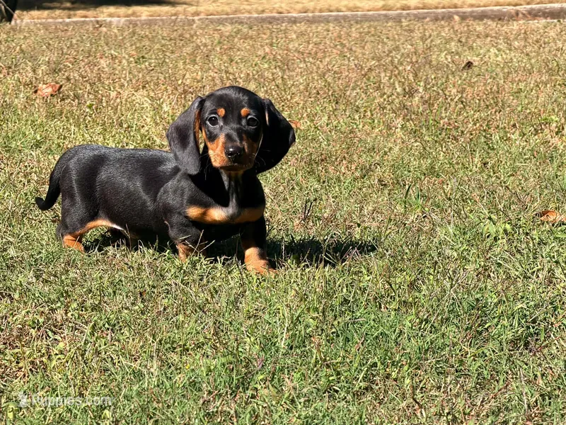 Diesel , a male Miniature Dachshund for sale in Bremen, GA – 1 of 10
