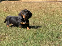 Diesel , a male Miniature Dachshund for sale in Bremen, GA – 1 of 10