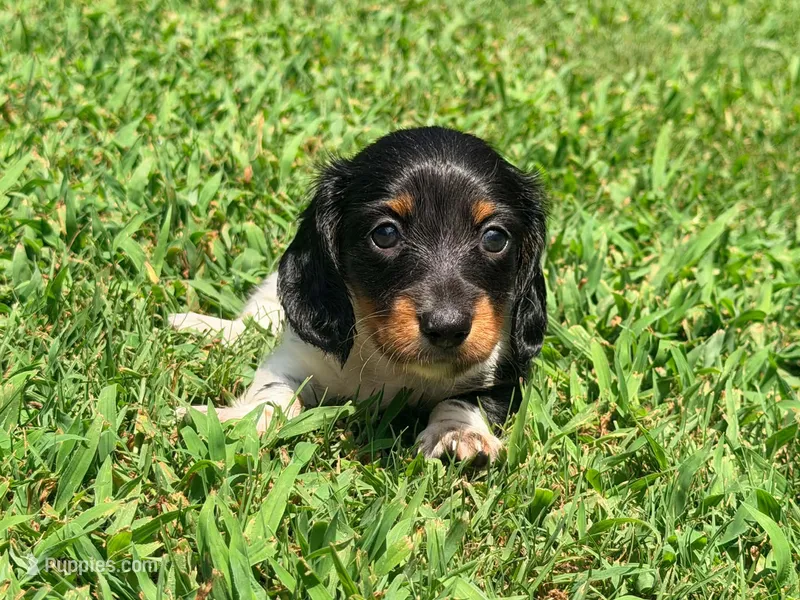 Green – Miniature Dachshund puppy for sale in Bremen, GA