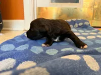 Hershey, a male Miniature Schnauzer for sale in Bremen, GA – 2 of 8