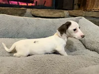 Pearl, a female Miniature Dachshund for sale in Bremen, GA – Photo 8 of 10