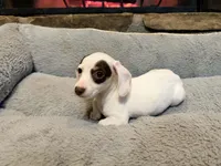 Pearl, a female Miniature Dachshund for sale in Bremen, GA – Photo 2 of 10