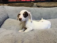 Pearl, a female Miniature Dachshund for sale in Bremen, GA – Photo 5 of 10