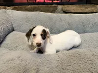 Pearl, a female Miniature Dachshund for sale in Bremen, GA – Photo 4 of 10