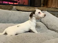 Pearl, a female Miniature Dachshund for sale in Bremen, GA – Photo 10 of 10