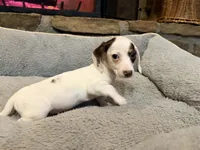 Pearl, a female Miniature Dachshund for sale in Bremen, GA – Photo 7 of 10