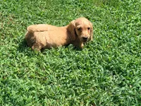 Butter, a male Miniature Dachshund for sale in Bremen, GA – 7 of 9