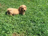 Bow, a male Miniature Dachshund for sale in Bremen, GA – 4 of 10