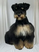 Loki, a male Miniature Schnauzer for sale in Bremen, GA – 10 of 10