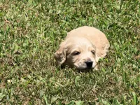 Casey, a male Miniature Dachshund for sale in Bremen, GA – 5 of 6