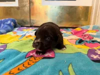 Coco, a female Miniature Schnauzer for sale in Bremen, GA – 2 of 5