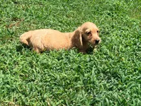 Bow, a male Miniature Dachshund for sale in Bremen, GA – 9 of 10