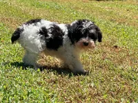 Loki, a male Miniature Schnauzer for sale in Bremen, GA – 4 of 10