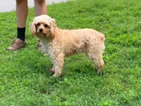 Peaches, a female Cavapoo for sale in Bremen, GA – 5 of 9