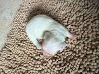 Frostie, a female Miniature Dachshund for sale in Bremen, GA – 4 of 5