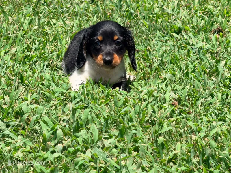 Red  – Miniature Dachshund puppy for sale in Bremen, GA