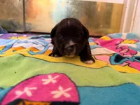 Coco, a female Miniature Schnauzer for sale in Bremen, GA – 4 of 5