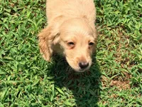 Bow, a male Miniature Dachshund for sale in Bremen, GA – 3 of 10