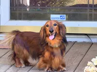 Red heart, a male Miniature Dachshund for sale in Bremen, GA – 2 of 7