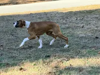 Houdini, a male Boxer for sale in Bremen, GA – Photo 5 of 6