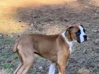Houdini, a male Boxer for sale in Bremen, GA – Photo 1 of 6