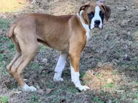 Houdini, a male Boxer for sale in Bremen, GA – Photo 4 of 6