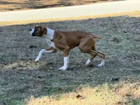 Houdini, a male Boxer for sale in Bremen, GA – Photo 2 of 6