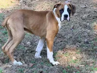Houdini, a male Boxer for sale in Bremen, GA – Photo 6 of 6