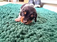 Orange, a male Miniature Dachshund for sale in Bremen, GA – 4 of 10