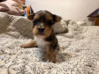 Sky, a male Yorkshire Terrier for sale in Bremen, GA – 7 of 7