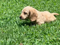Diego, a male Miniature Dachshund for sale in Bremen, GA – 10 of 10