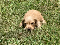 Diego, a male Miniature Dachshund for sale in Bremen, GA – 5 of 7