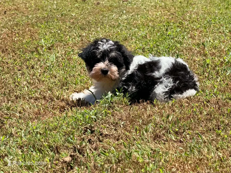Loki – Miniature Schnauzer puppy for sale in Bremen, GA