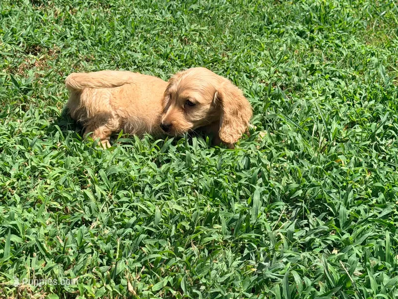 Bow – Miniature Dachshund puppy for sale in Bremen, GA