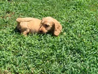 Bow, a male Miniature Dachshund for sale in Bremen, GA – 1 of 10