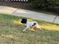 Loki, a male Cockapoo for sale in Bremen, GA – Photo 3 of 7