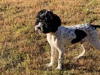 Loki, a male Cockapoo for sale in Bremen, GA – Photo 5 of 7