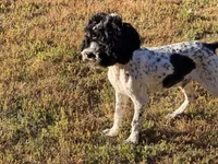 Loki, a male Cockapoo for sale in Bremen, GA – Photo 6 of 7