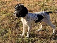 Loki, a male Cockapoo for sale in Bremen, GA – Photo 7 of 7