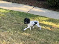 Loki, a male Cockapoo for sale in Bremen, GA – Photo 2 of 7