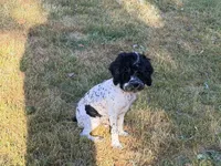 Loki, a male Cockapoo for sale in Bremen, GA – Photo 1 of 7