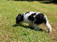 Loki, a male Miniature Schnauzer for sale in Bremen, GA – 2 of 10