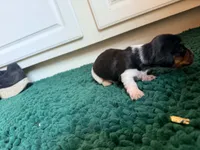 Green, a male Miniature Dachshund for sale in Bremen, GA – 9 of 10