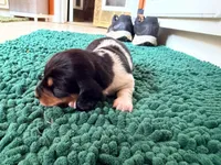 Orange, a male Miniature Dachshund for sale in Bremen, GA – 2 of 10