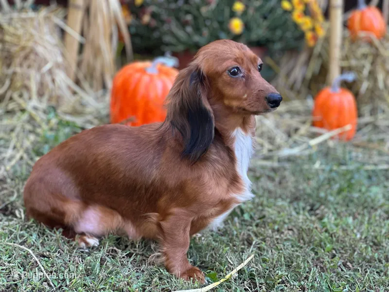 Red heart – Miniature Dachshund puppy for sale in Bremen, GA