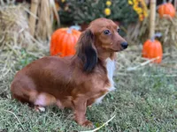 Red heart, a male Miniature Dachshund for sale in Bremen, GA – 1 of 7