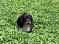 Red , a male Miniature Dachshund for sale in Bremen, GA – 3 of 6