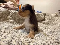 Sky, a male Yorkshire Terrier for sale in Bremen, GA – 4 of 7